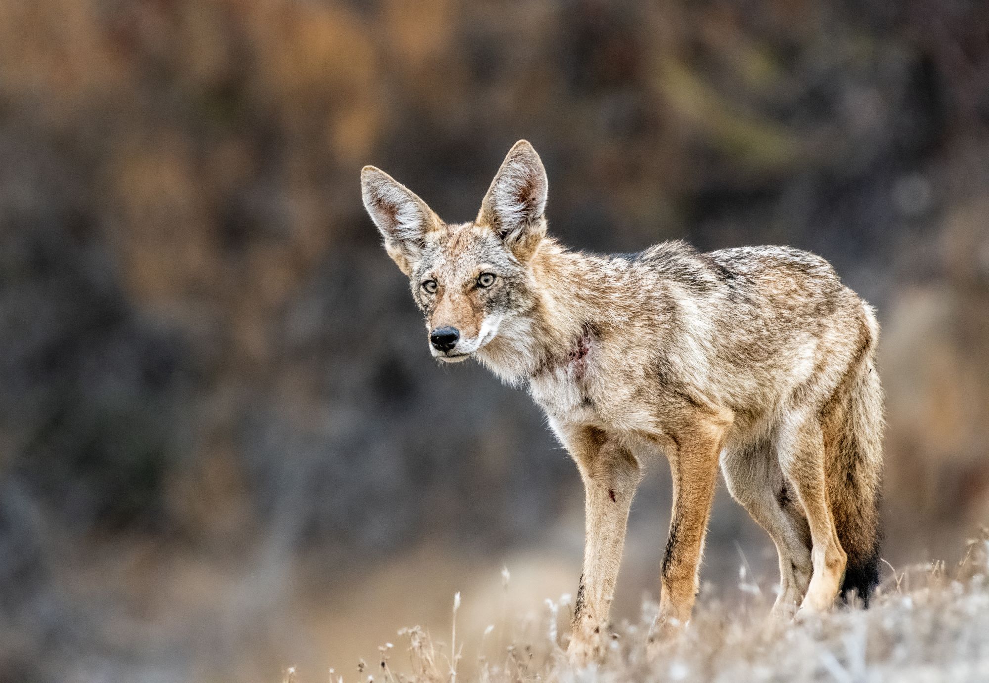 Stock photo of Coyote 